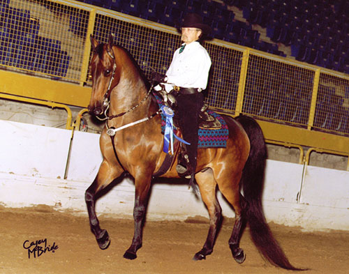 a horse wearing one of our Brown Cow Saddleblankets won the William Shatner Western Pleasure award at the 2007 Colorado Classic Horse Show