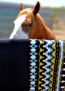 Paint Horse Saddle Blanket Notecard: click to enlarge